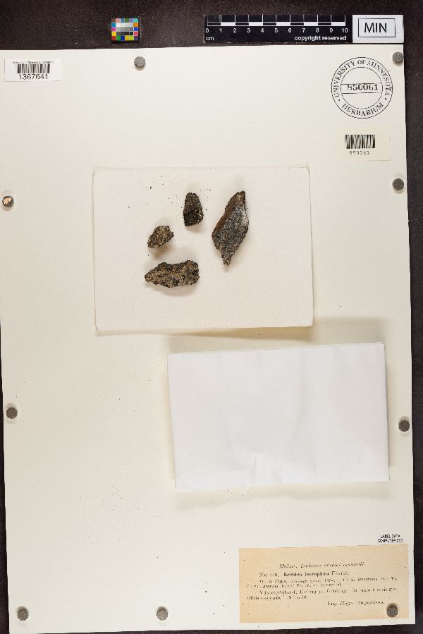 Miriquidica leucophaea image