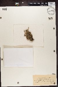 Stereocaulon tomentosum image