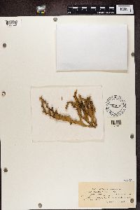 Ramalina fraxinea image