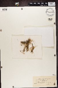 Ramalina farinacea image