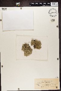 Arctoparmelia centrifuga image