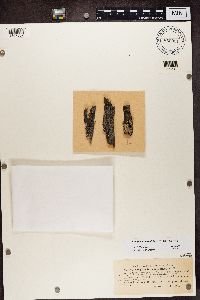Blastenia ferruginea image