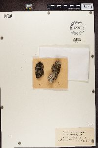 Bacidia rubella image