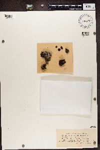 Bilimbia lobulata image