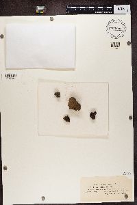 Romjularia lurida image