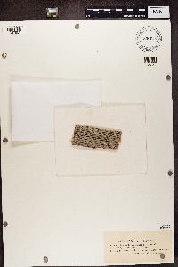 Strangospora moriformis image