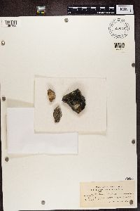 Image of Sporastatia polyspora