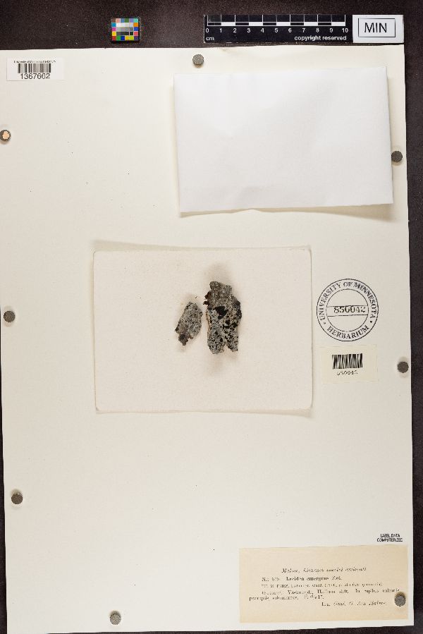 Lecidea emergens image