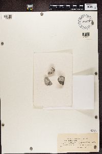 Media resource of Diplotomma venustum