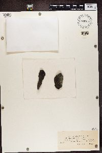 Staurothele fissa image