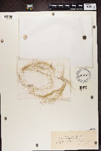 Usnea longissima image