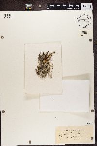 Cladonia rangiferina image