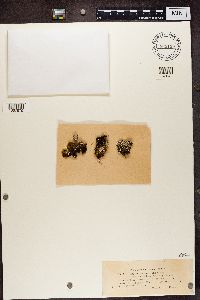 Cladonia cariosa image