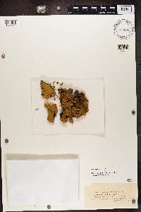 Media resource of Peltigera scabrosa