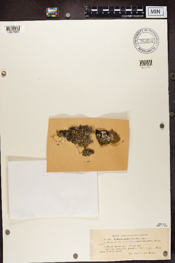 Gyalecta geoica image