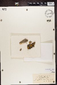 Diplotomma alboatrum image