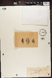 Lecanora sordida image