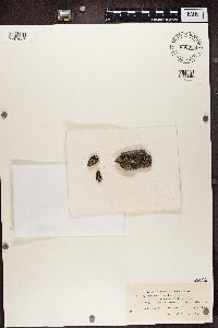 Thumbnail image of current specimen