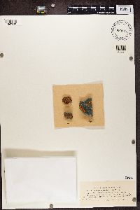 Rusavskia elegans image