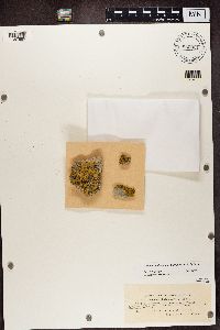 Caloplaca decipiens image