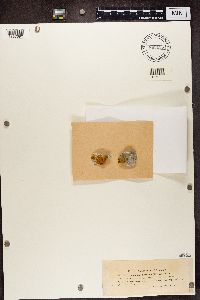 Caloplaca saxicola image