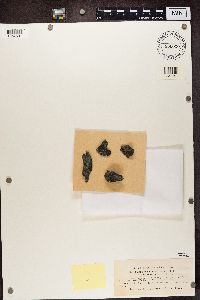 Caloplaca saxicola image