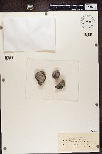 Rufoplaca arenaria image