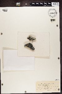 Lecidea auriculata image