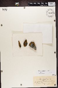 Caloplaca saxicola image