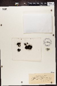 Toninia aromatica image