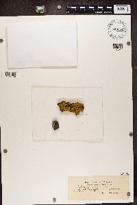 Rinodina colobina image