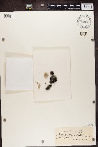 Synalissa ramulosa image