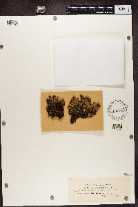 Peltigera didactyla image
