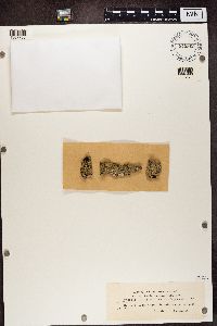 Pyrrhospora quernea image