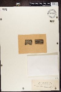 Lecanora chlarotera image