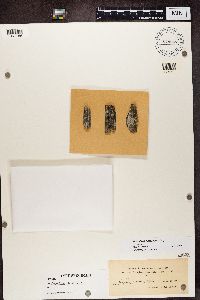 Blastenia ferruginea image