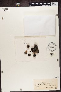Image of Melanelia panniformis