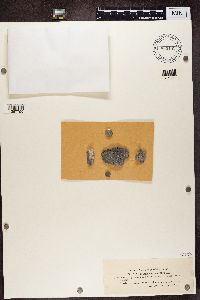 Rinodina bischoffii image