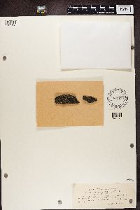 Lecanora polytropa image