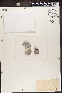 Lecanora calcarea image