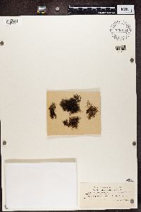 Alectoria nigricans image