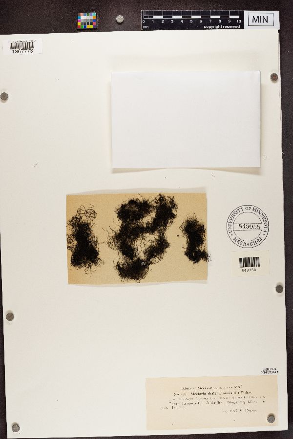 Bryoria chalybeiformis image