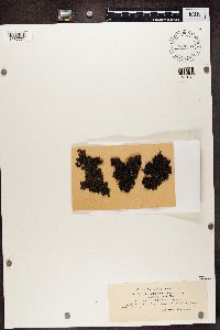 Parmelia omphalodes image