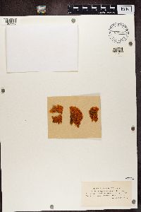 Rusavskia elegans image