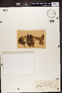 Nephroma expallidum image