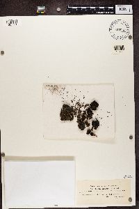 Trapeliopsis granulosa image