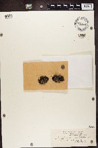 Media resource of Lecidea glomerulosa