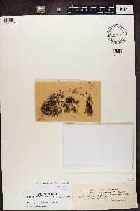 Dermatocarpon luridum image