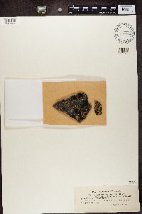 Lecanora polytropa image