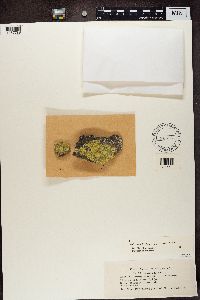 Psilolechia lucida image